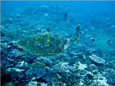 Master Divers Ponta Dive Trip